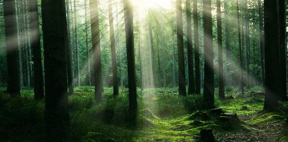forest-2899654_1920